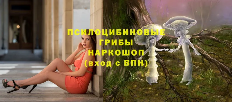 где можно купить наркотик  Нововоронеж  Псилоцибиновые грибы Psilocybe 